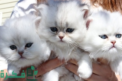 سعر القطط الشيرازي في مصر 4 سعر القطط الشيرازي في مصر