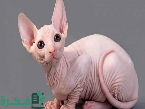 سعر القطط الفرعونية