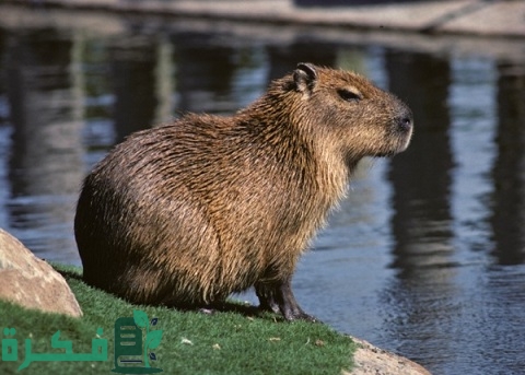 كم عدد أنواع الكابيبارا في العالم