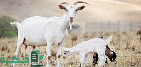 كم مرة تلد الماعز في السنة ومدة حملها 3 كم مرة تلد الماعز في السنة ومعلومات عن فترة حمل الماعز تهم المزارعين لتربية سليمة