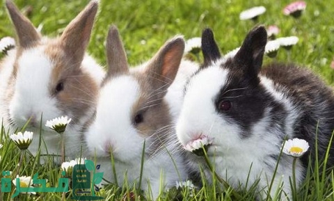 كيفية تربية الأرانب في الصيف