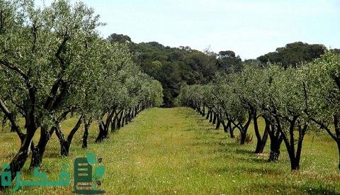 كيفية زراعة الزيتون في تونس