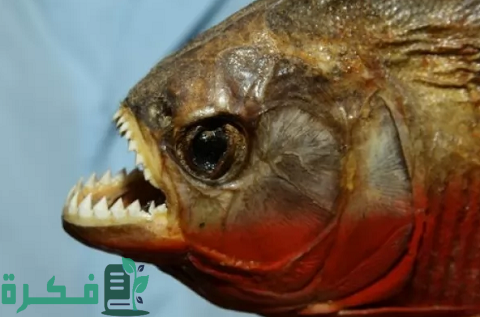 ما أخطر أنواع الأسماك
