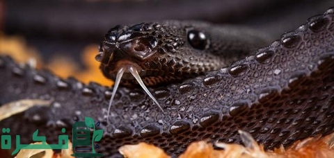 ما أخطر أنواع الأفاعي
