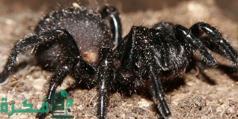 ما أخطر أنواع العناكب السامة