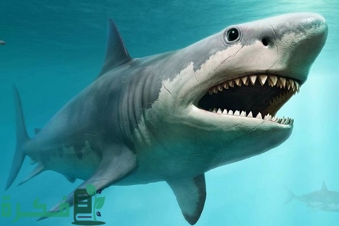 ما أخطر أنواع سمك القرش