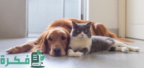 ما هي أعمار الحيوانات