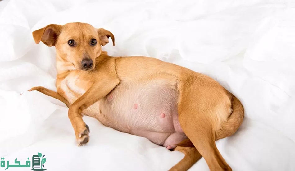 كم مرة تلد الكلاب في السنة