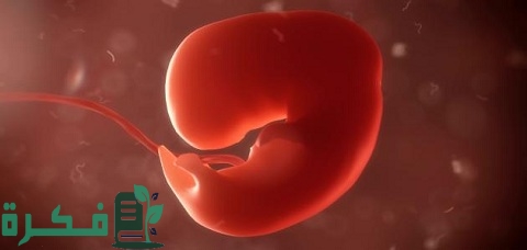 ما هي مراحل تكوين الإنسان