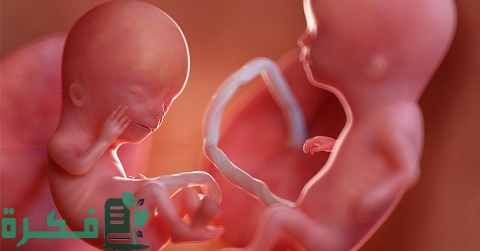 متى يتم انقسام الجنين إلى توأم بعد الترجيع