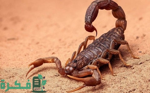 هل العقرب في المنام بشارة خير