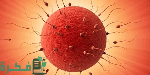 ما هي علامات انفجار البويضة ونزولها للحمل بولد