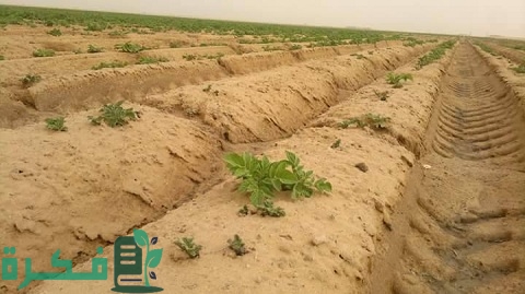 دراسة جدوى استصلاح الأراضي الصحراوية بالتفصيل