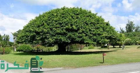 أسرع الأشجار نموًا في العراق