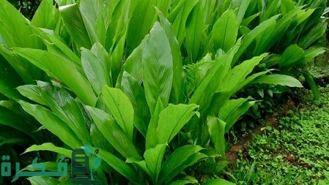 دراسة جدوى زراعة الأستيفيا بالتفصيل