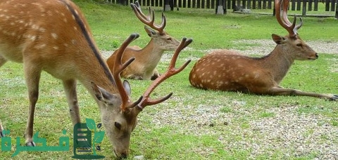 دراسة جدوى تربية الغزلان في مصر بالتفصيل