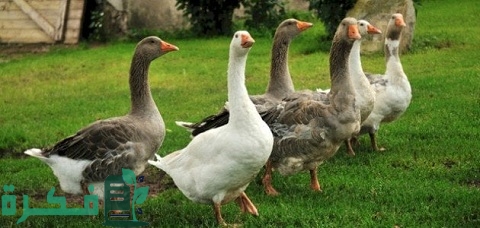 دراسة جدوى تربية الأوز