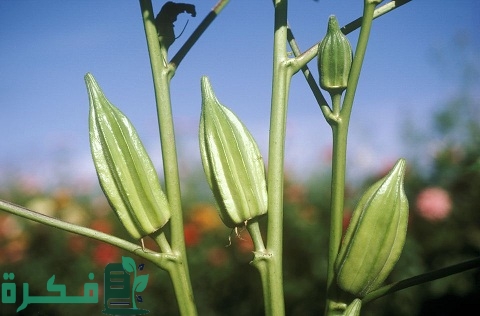 طريقة زراعة البامية بالتفصيل