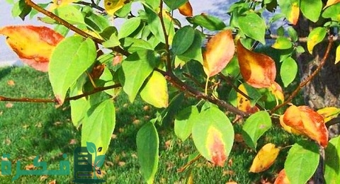 الأسباب العلمية لاصفرار أوراق الشجر 3 الأسباب العلمية لاصفرار أوراق الشجر