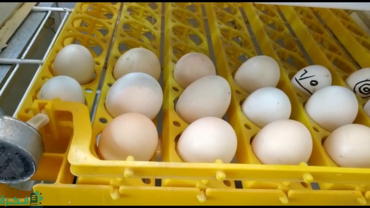 ارباح مشروع فقاسات البيض