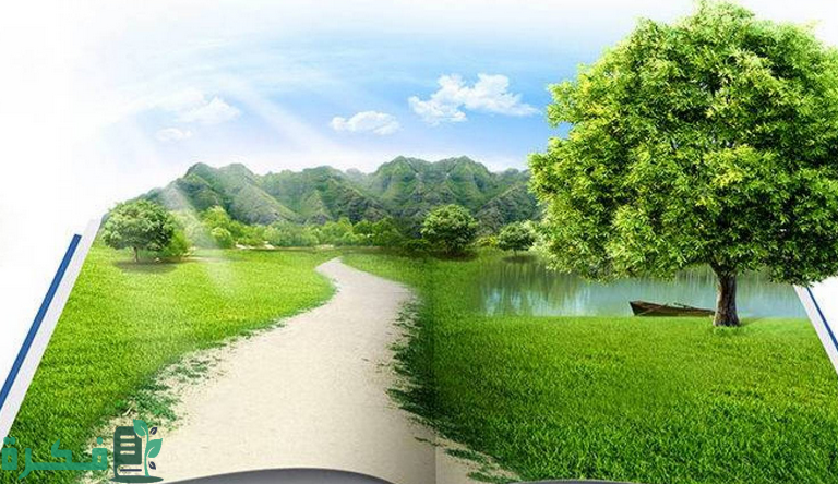 55 e1596495932824 768x444 1