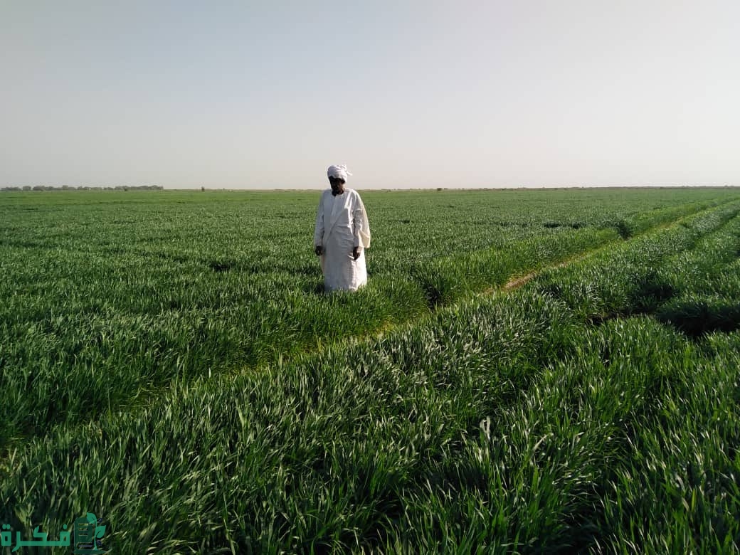 اهمية زراعة القمح في السعودية