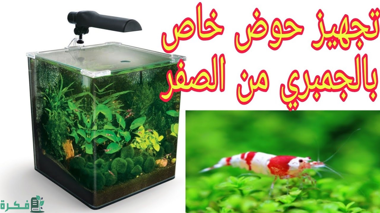 بناء حوض الجمبري في المنزل