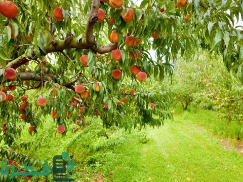 أسرع الأشجار المثمرة نموًا