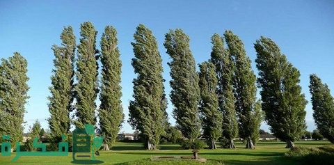 ما هي أسرع الأشجار نموًا في السعودية 2 أسرع الأشجار نموًا في السعودية