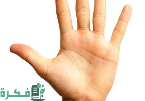أسماء أجزاء اليد