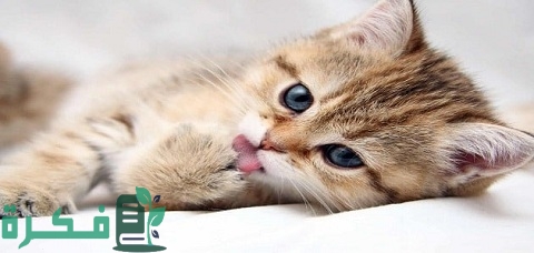 أسماء أشهر أنواع القطط الذكور والإناث 5 أسماء أشهر أنواع القطط الذكور والإناث