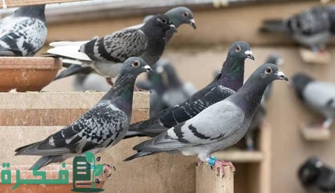 افضل مضاد حيوي لعلاج السالمونيلا للحمام 1 أفضل مضاد حيوي لعلاج السالمونيلا للحمام