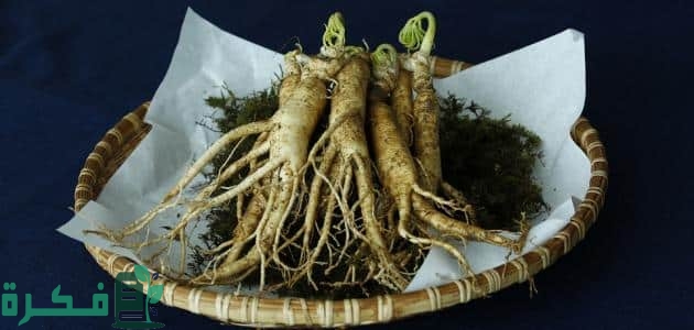 أين يباع نبات الجنسنج 1