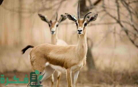 اسم حيوان من أربع حروف