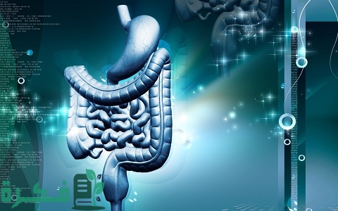 بحث عن الجهاز الإخراجي