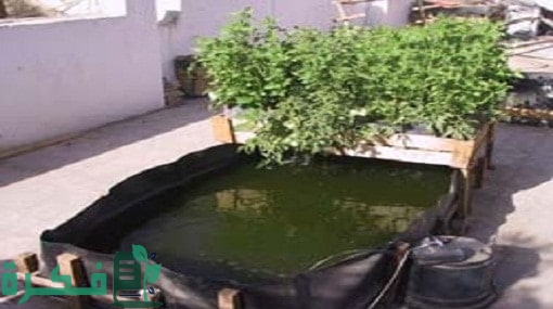 تربية الاسماك