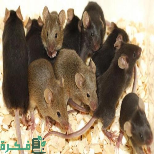 تفسير حلم الفئران للمتزوجة