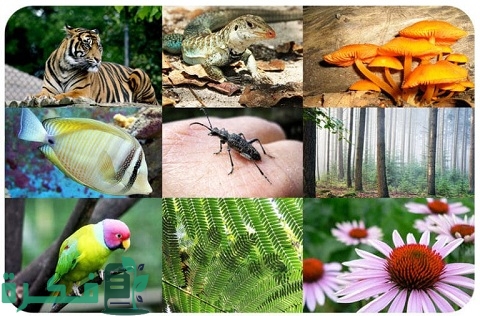 تنوع الكائنات الحية