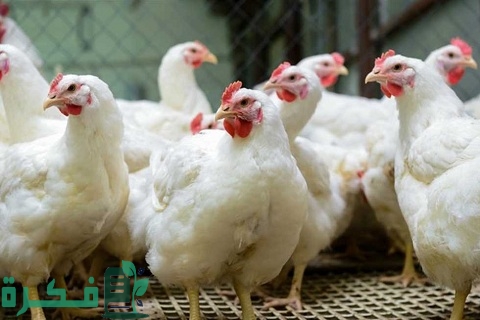 جدول أوزان الفراخ البيضاء من عمر يوم 3 جدول أوزان الفراخ البيضاء