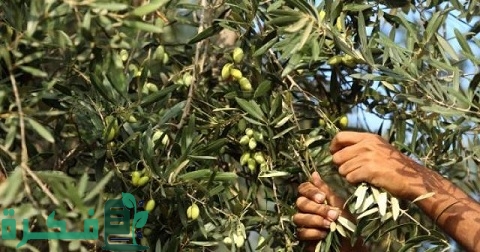 دراسة جدوى زراعة فدان زيتون وكيفية زراعته والعوامل المؤثرة على إنتاج الفدان