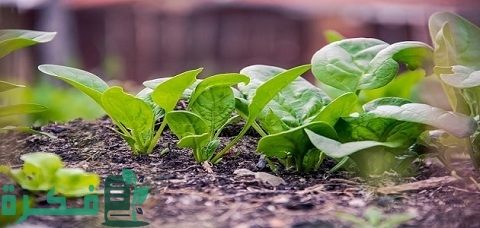 دراسة جدوى زراعة نباتات طبية وعطرية