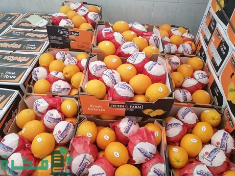 دراسة جدوى محطة تصدير برتقال