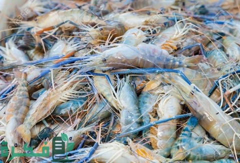 دراسة جدوى مشروع تربية الجمبري (مزرعة الجمبري)