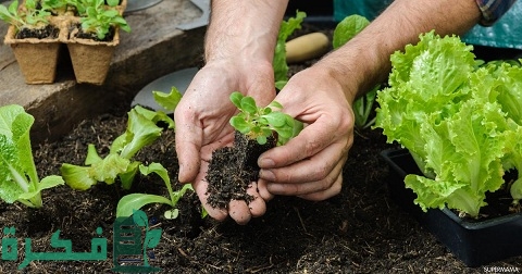 زراعة الخضروات الشتوية في المنزل 3 زراعة الخضراوات الشتوية في المنزل