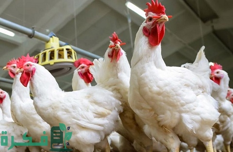 دورة تربية الدواجن البيضاء من الألف إلى الياء بالخطوات والإجراءات اللازمة