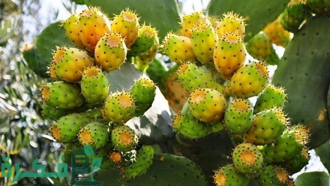 كيفية زراعة التين الشوكي بالخطوات