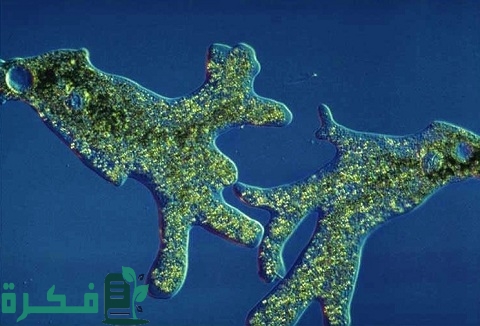 لماذا سميت اللحميات بهذا الاسم