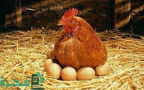 متى يبيض الدجاج البلدي
