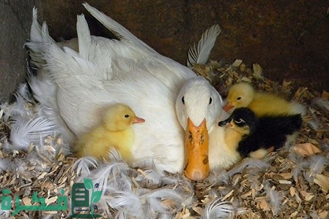 مشروع تربية البط المسكوفي في المنزل (متطلباته ودراسة الجدوى وأبرز مشاكله)