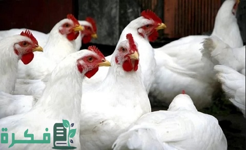 مشروع تربية الدواجن للمبتدئين بالتفصيل ودراسة جدوى